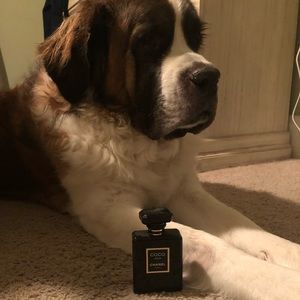 Coco Noir— Does not come with super cute pup! 😉